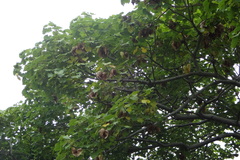 Hildegardia populifolia